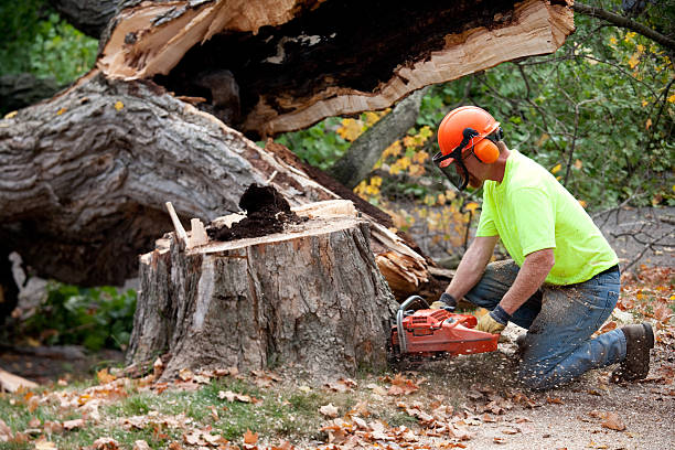 Best Tree Mulching  in Delavan, IL