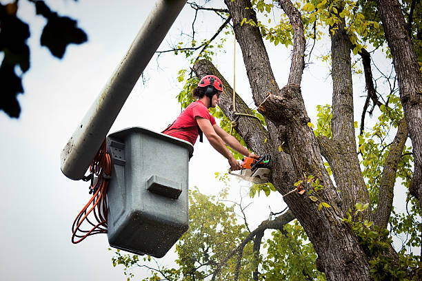 Best Fruit Tree Pruning  in Delavan, IL