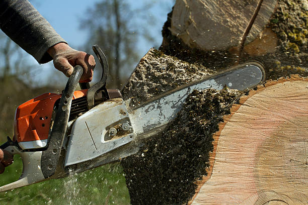 Best Fruit Tree Pruning  in Delavan, IL